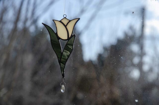 Tulipán